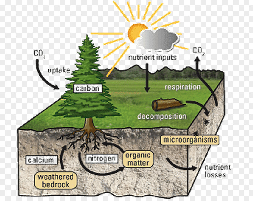 Natural Environment Nutrient Cycle Soil Carbon Ecosystem PNG