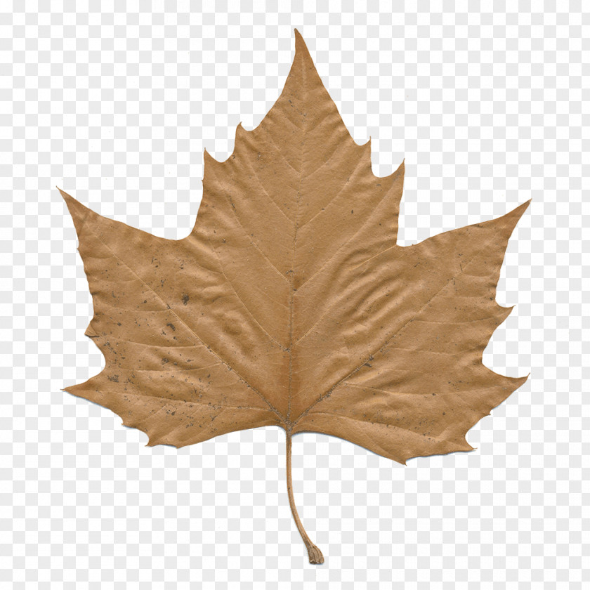 Planetree Family Silver Maple Oak Tree Drawing PNG