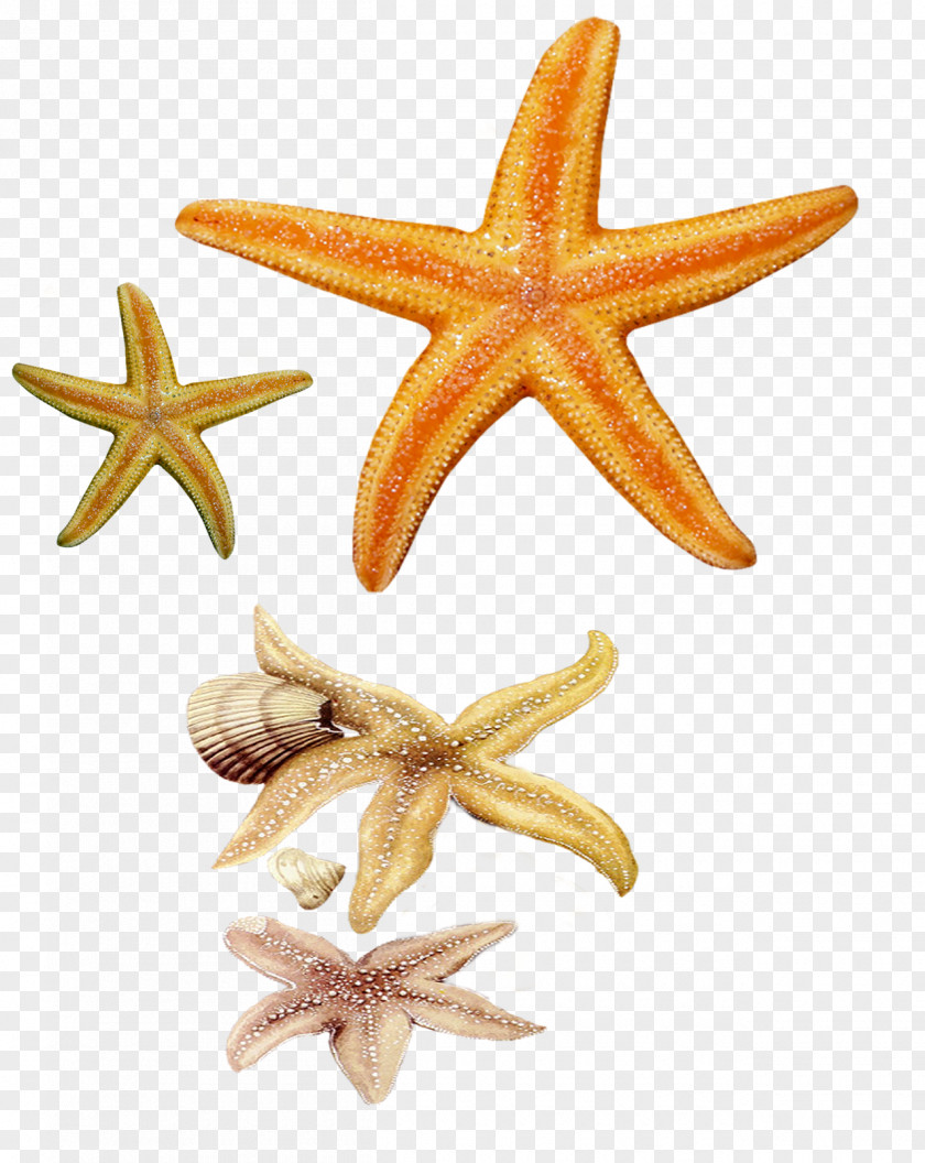 Starfish Echinoderm Clip Art PNG