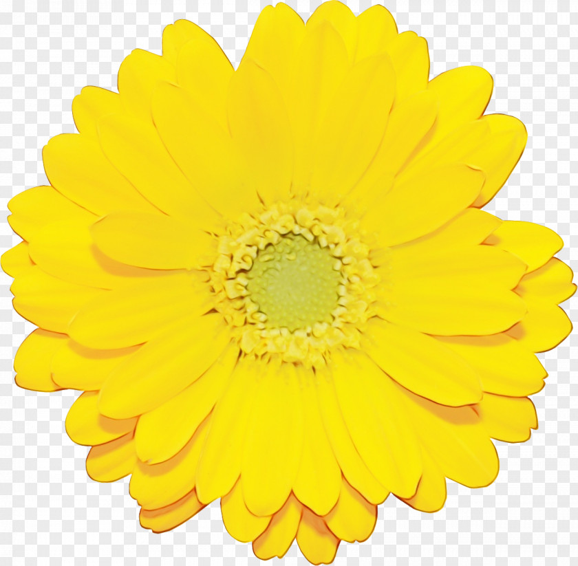 Transvaal Daisy Flower Rose Yellow Chrysanthemum PNG