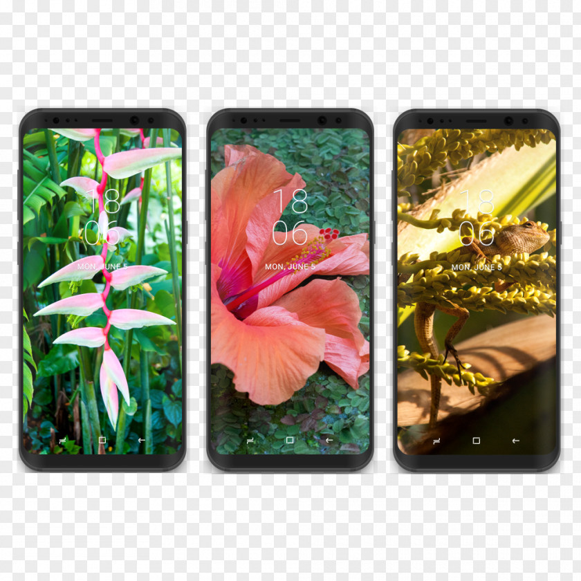 Tropical Collection Samsung Galaxy S8+ Desktop Wallpaper PNG