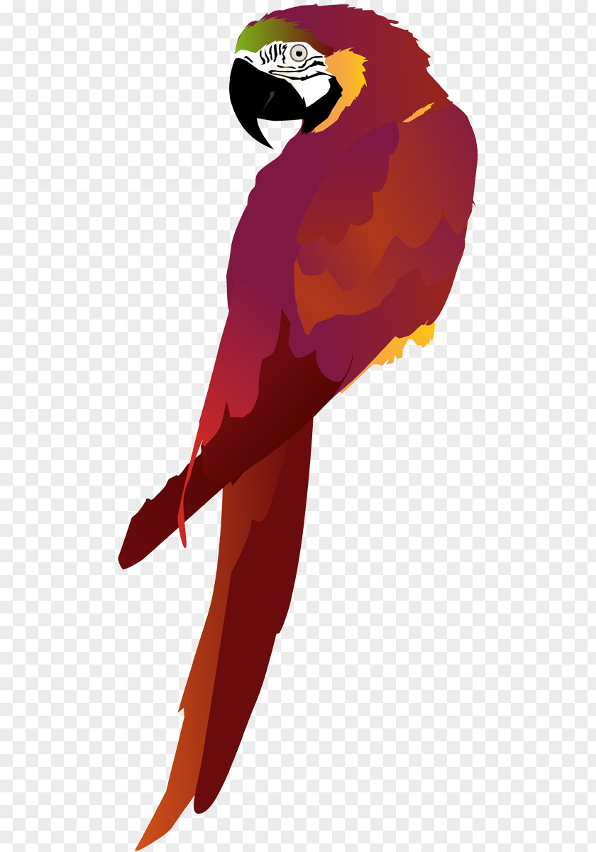 Bird Macaw Beak Wing Clip Art PNG