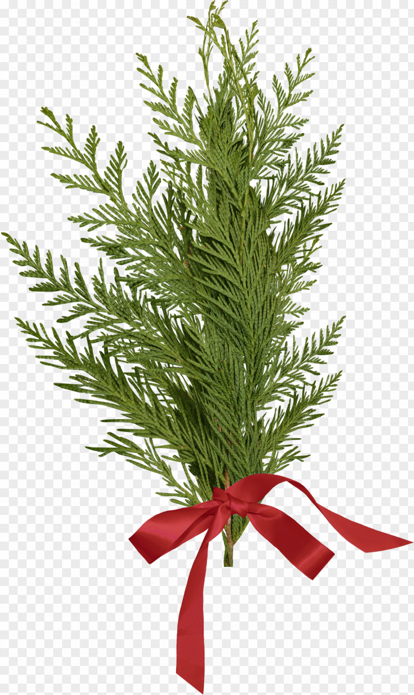 Christmas Juniper Tree Ribbon PNG