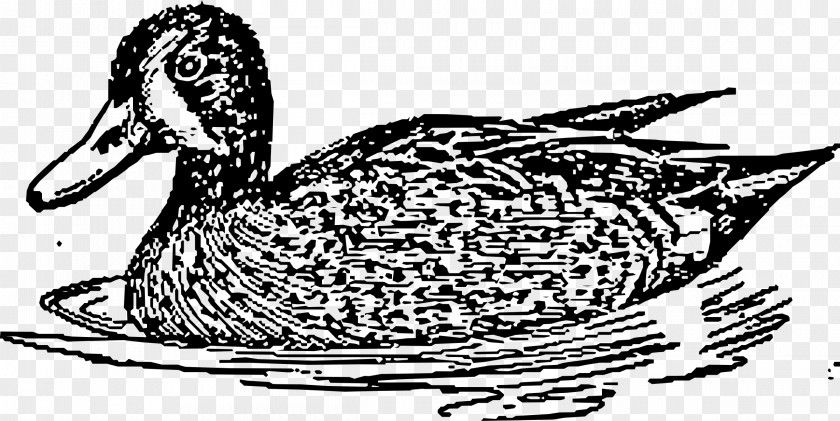 Duck Goose American Pekin Mallard Platypus PNG
