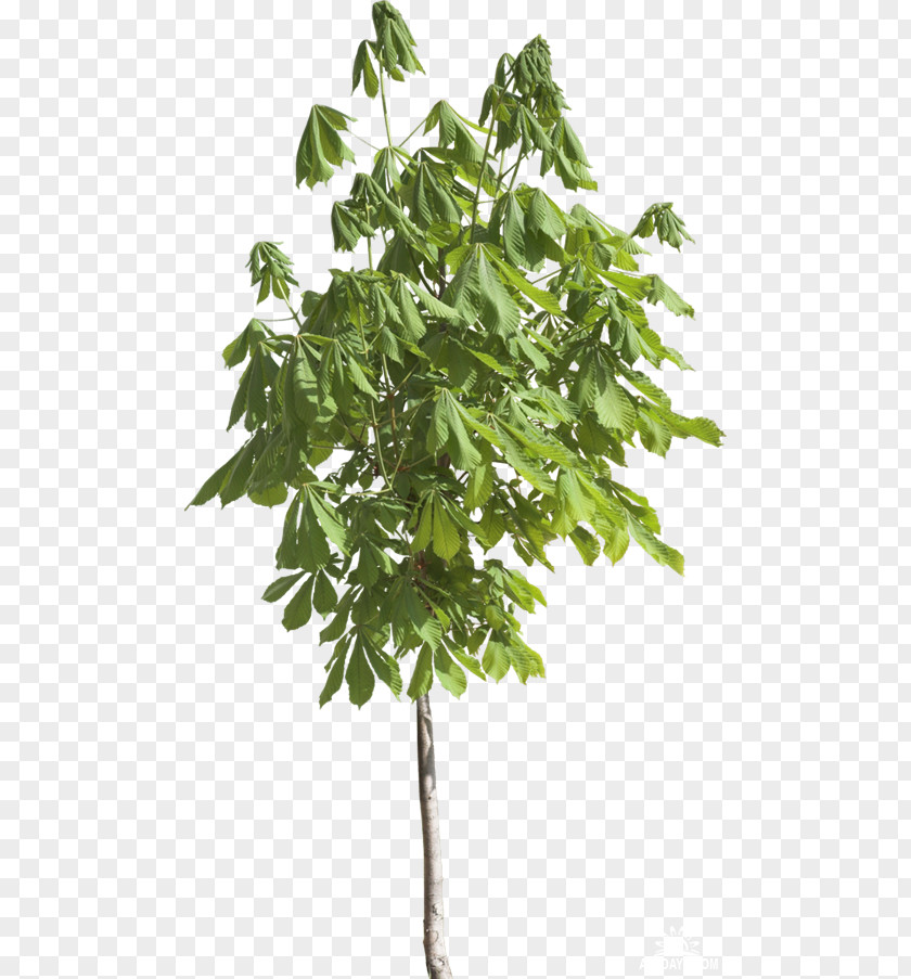 Leaf Branch Tree Evergreen PNG