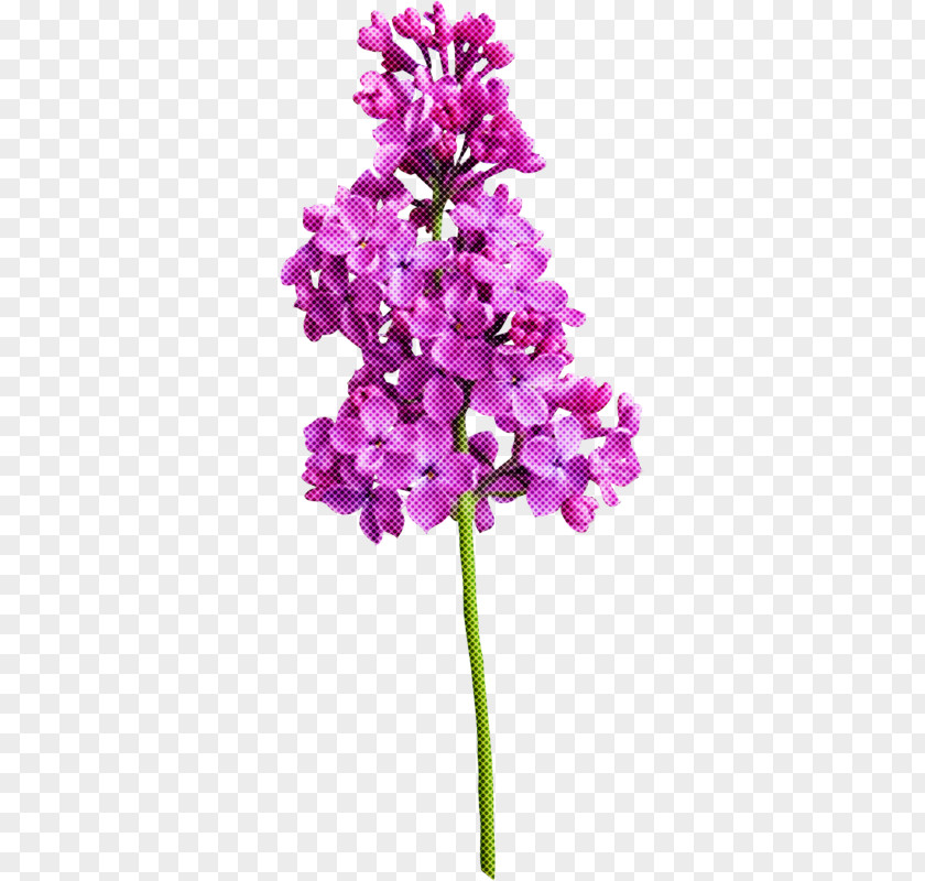 Magenta Lilac Lavender PNG