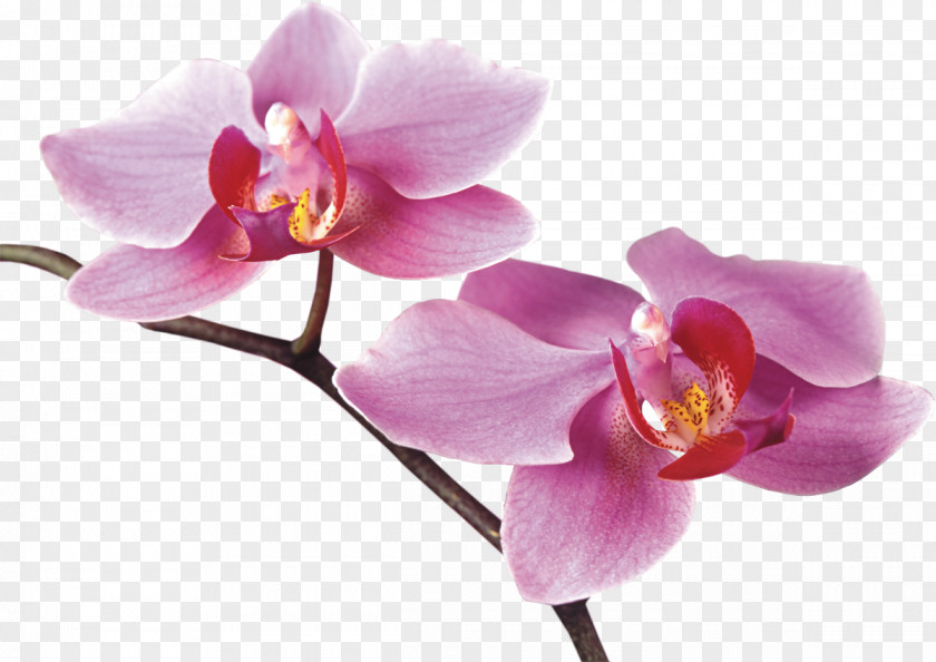 Orchid Orchids Flower Digital Image PNG