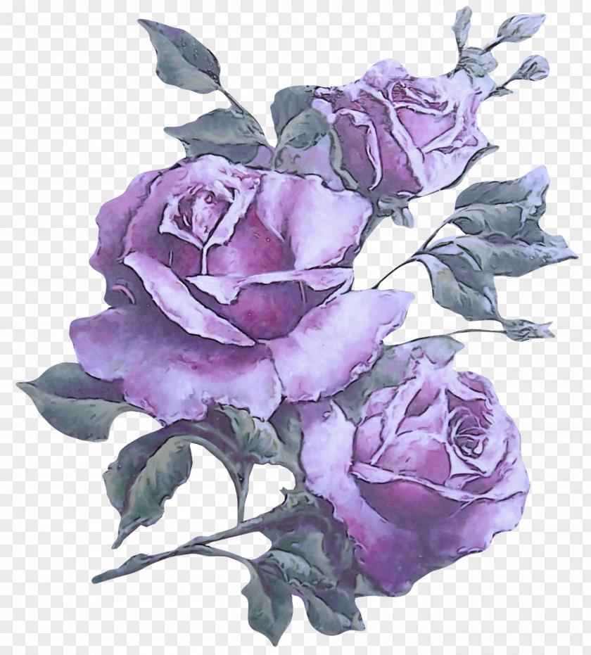 Plant Rose Family Garden Roses PNG