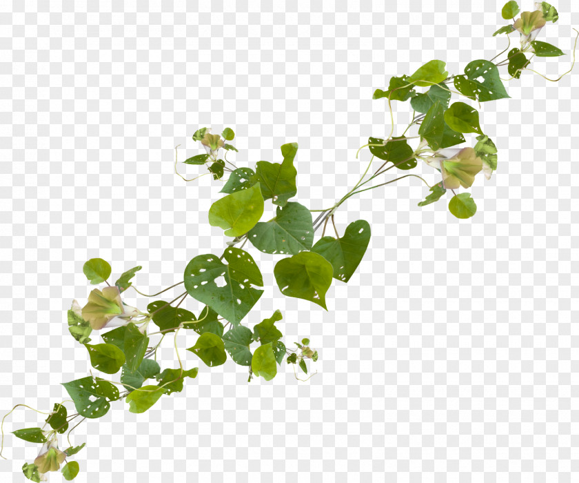 Vines Poster Plant Stem Herb PNG