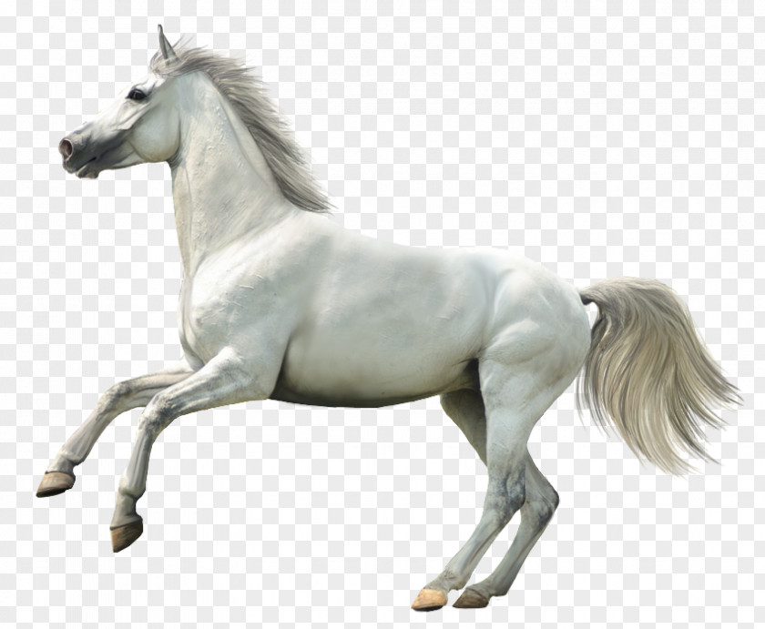 Whitehorse Howrse Horse Animal Rendering PNG