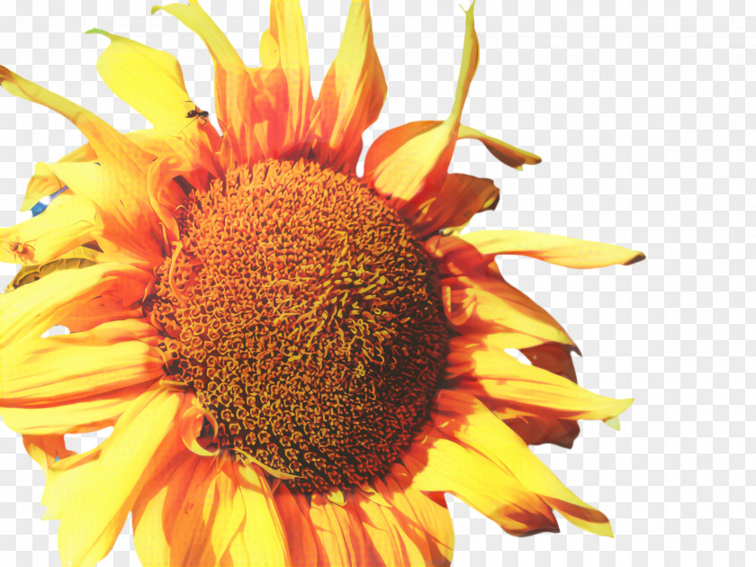 Wildflower Sunflower Seed Background PNG
