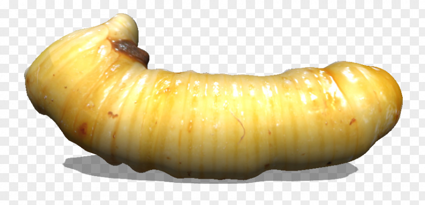 Click Bug Larva Winter Squash Root Vegetables Invertebrate PNG