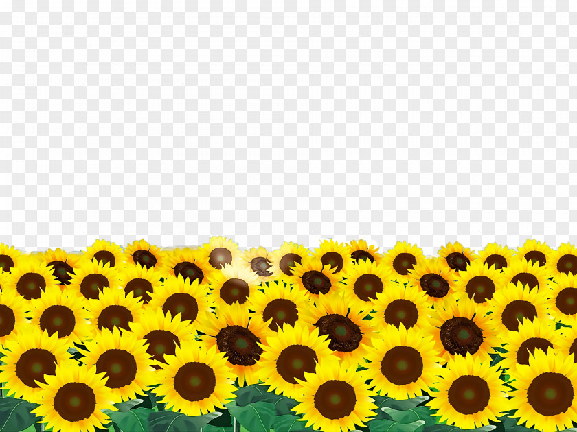 Common Sunflower Seed Annual Plant Oil PNG