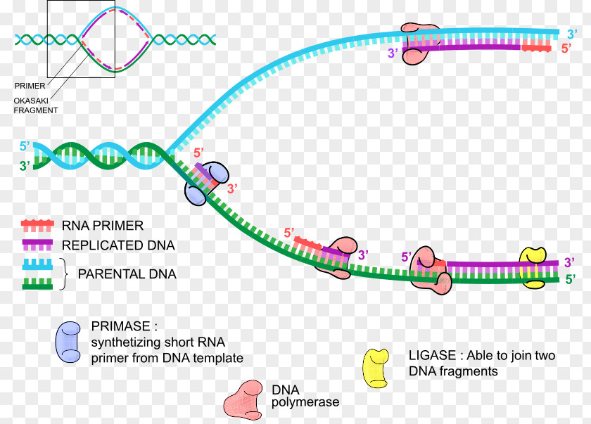 DNA Replication Polymerase Primer PNG