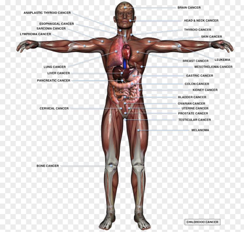 Human Body Organ Anatomy Homo Sapiens Male Reproductive System PNG body sapiens reproductive system, others clipart PNG