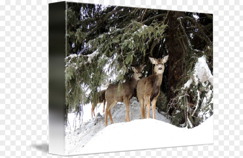 Reindeer Elk Coyote Stock Photography PNG