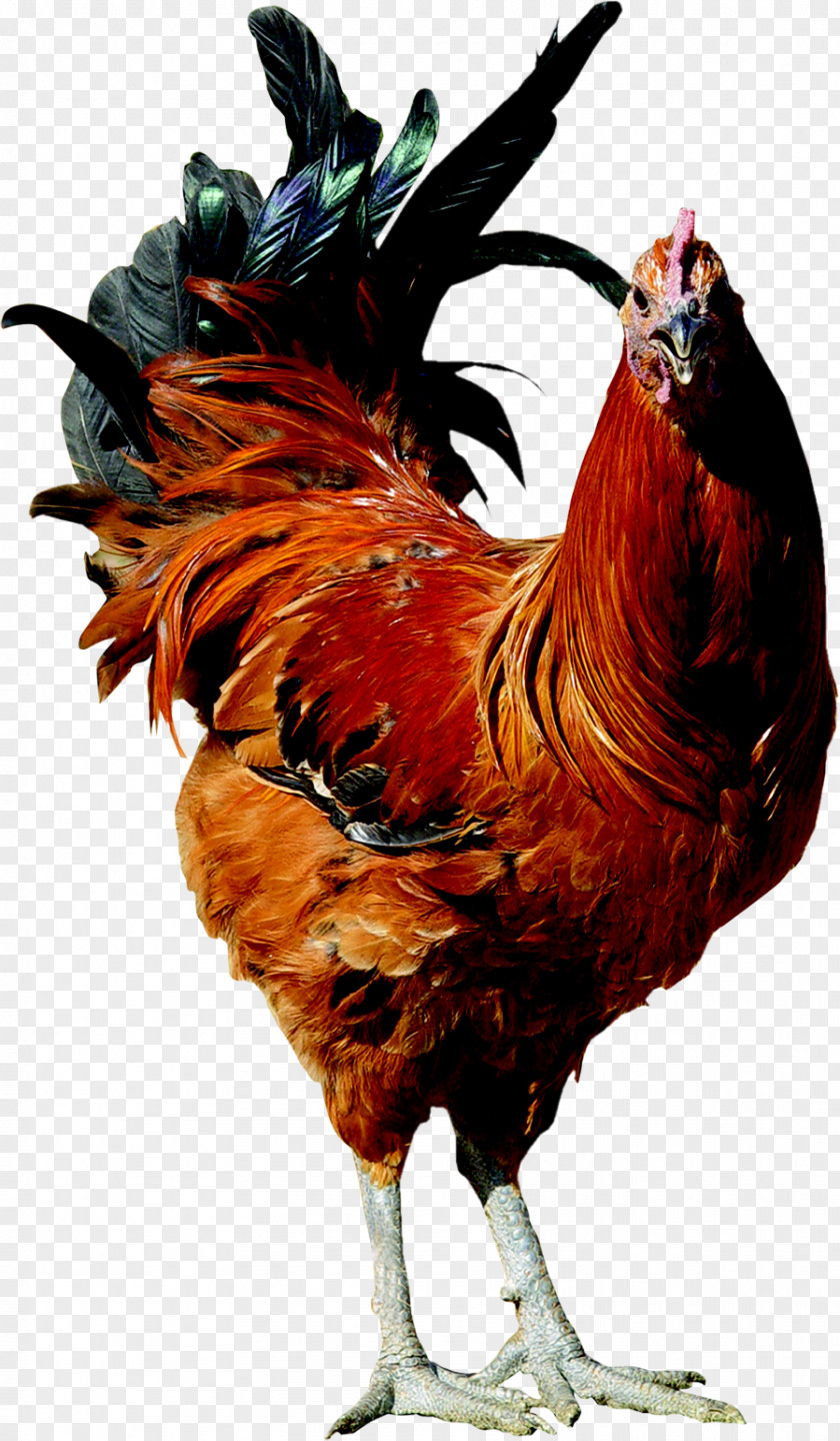 Rooster Old English Pheasant Fowl Poultry Farming Hen PNG