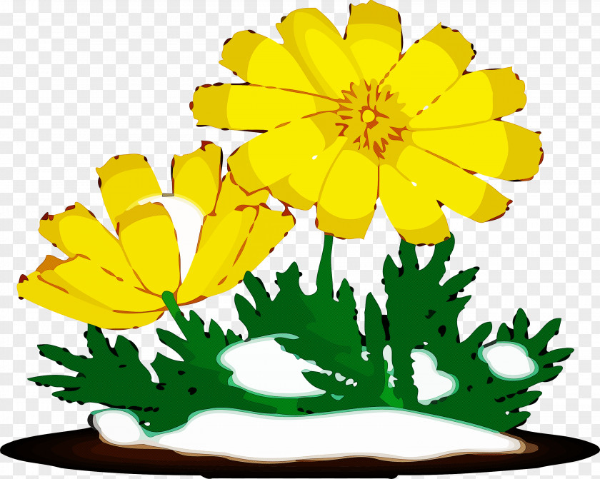 Yellow Flower Leaf Plant English Marigold PNG
