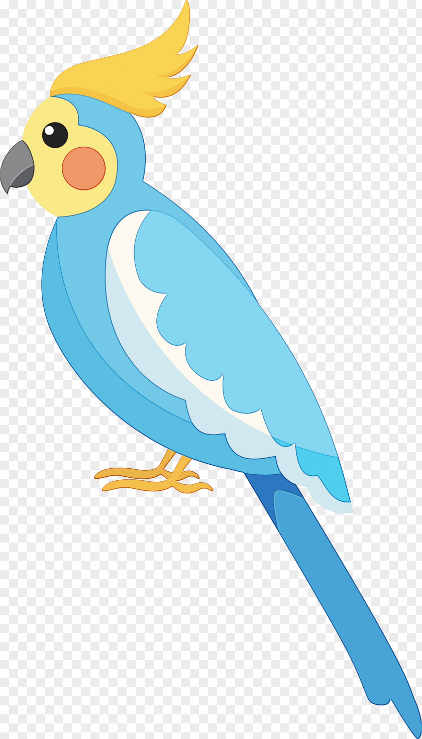 Feather PNG