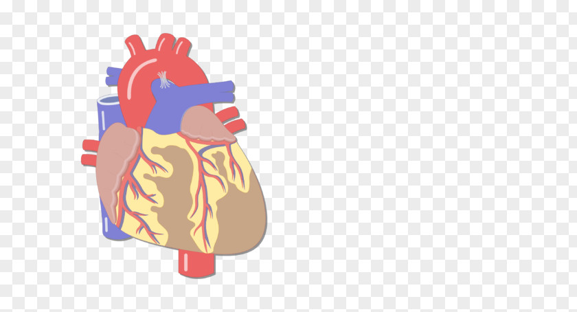 Adipose Tissue Blood Vessel Great Vessels Heart Human Body Anatomy PNG