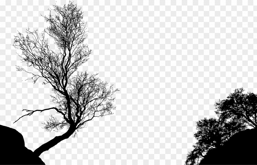 Black And White Tree Silhouette Branch Clip Art PNG