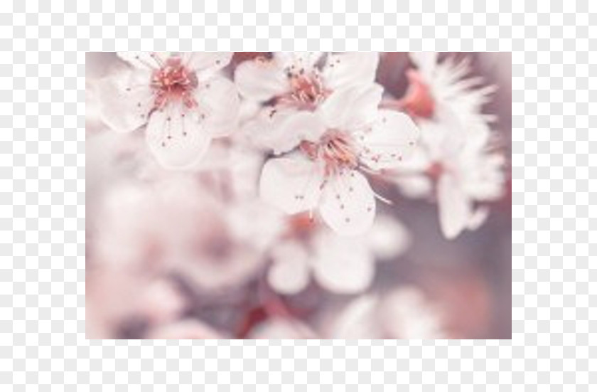 Flower Stock Photography Blossom PNG