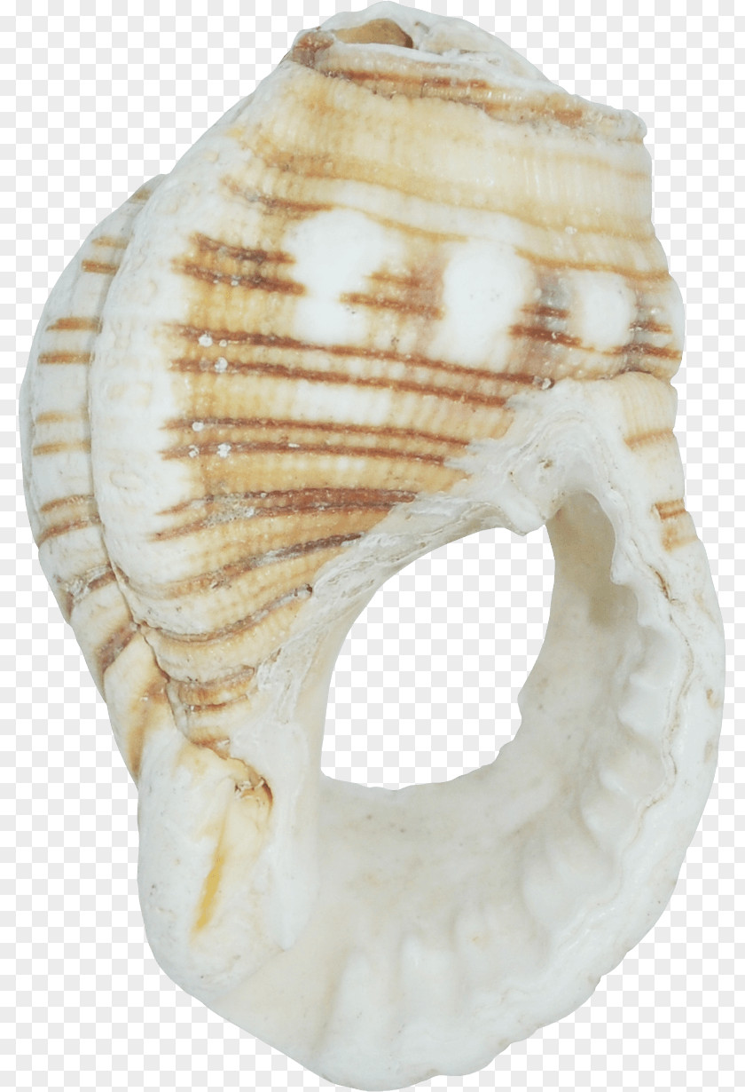 Jade Seashell Image Molluscs Computer Software PNG