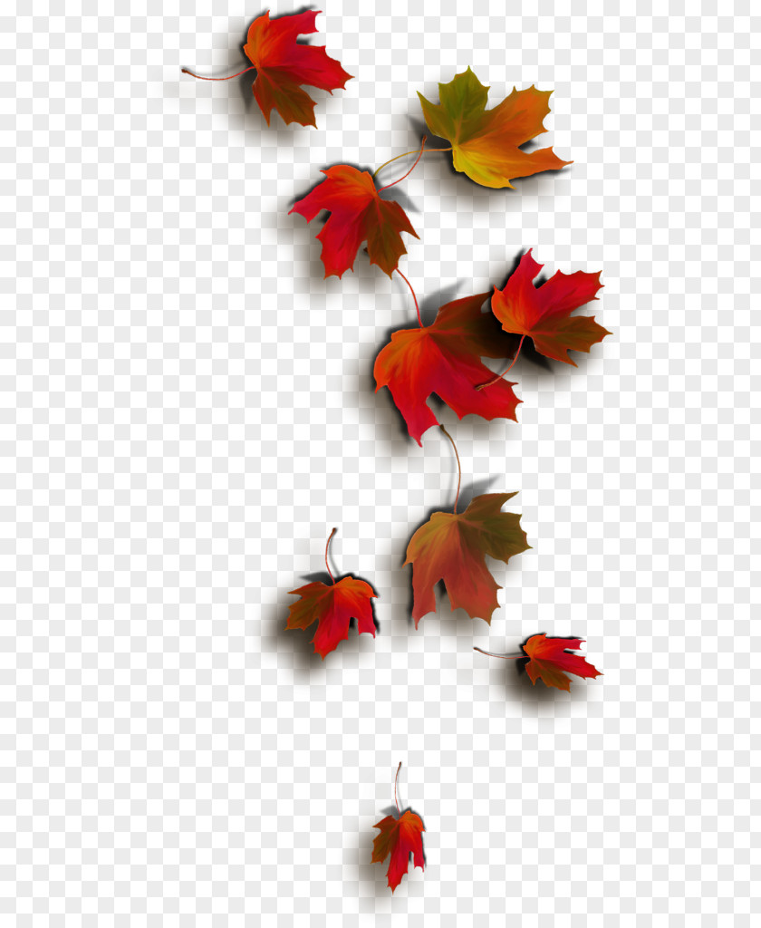 Autumn Leaf Color Maple PNG