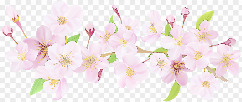Cherry Blossom Stock Illustration Vector Graphics PNG