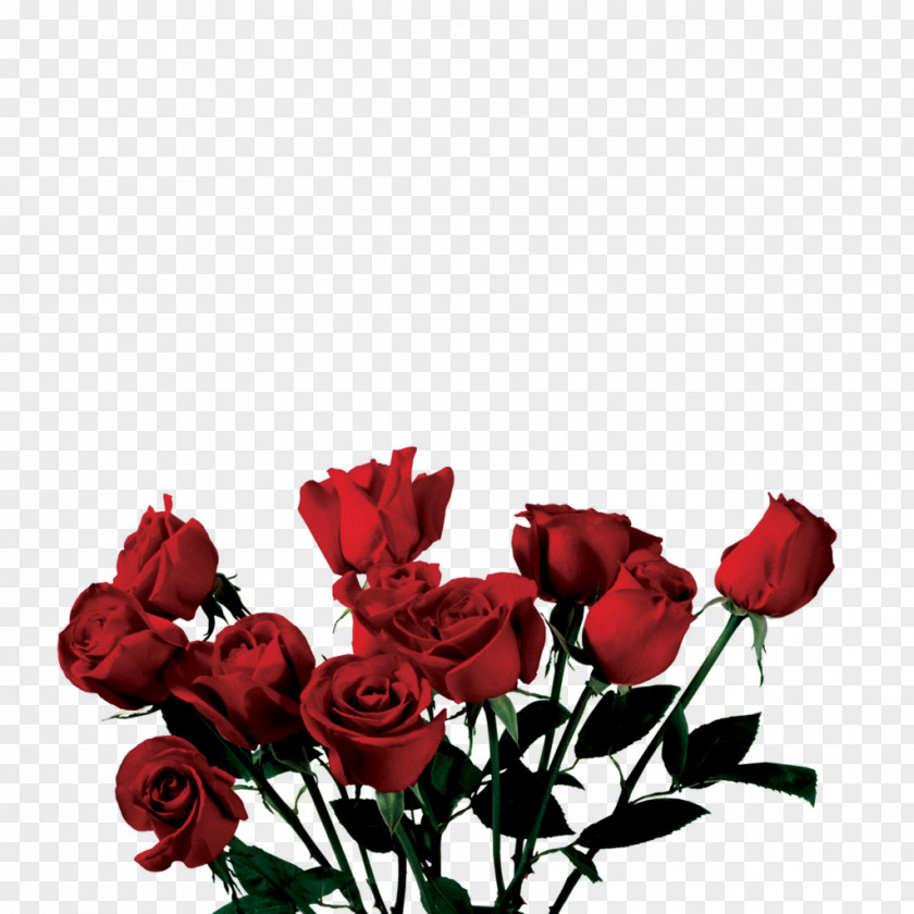 Rose Clip Art PNG