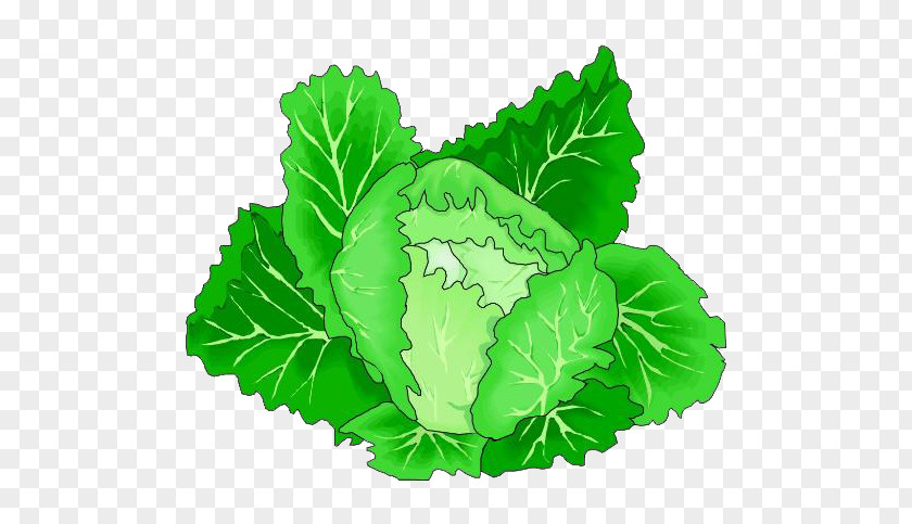 Cartoon Green Cabbage Vegetables Leaf Vegetable Clip Art PNG