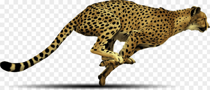 Cheetah Print Download Clip Art PNG