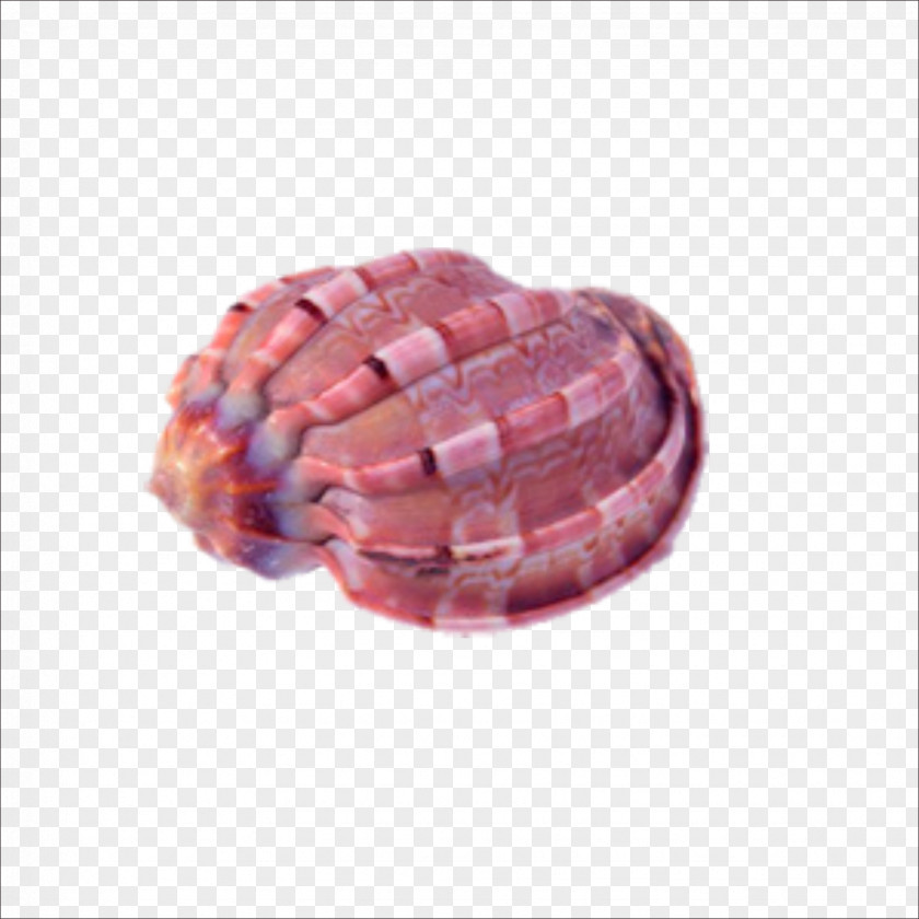 Conch Seashell Download Computer File PNG