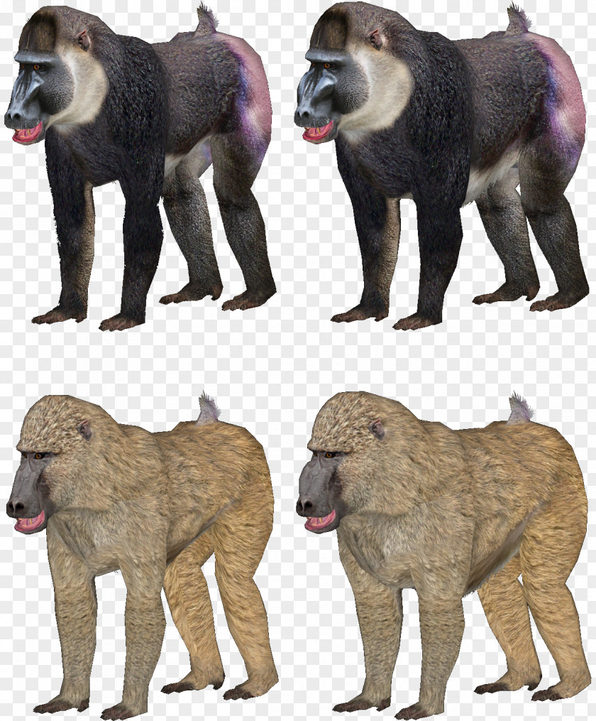 Dog Baboons Mandrill Zoo Tycoon 2 PNG