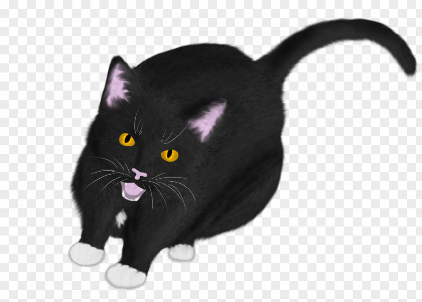 Kitten Bombay Cat Black American Wirehair Whiskers PNG