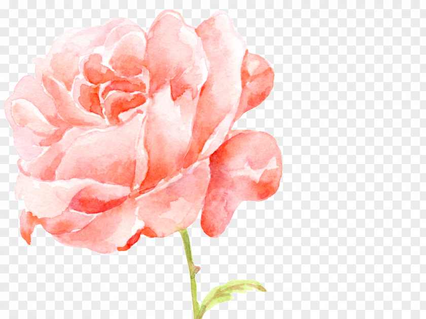 Mawar Canggih Garden Roses Image Vector Graphics PNG