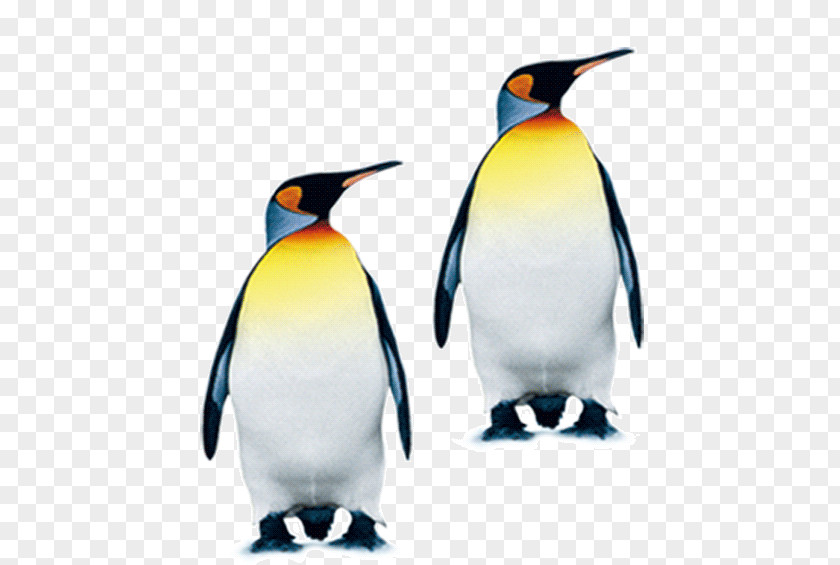 Penguin South Pole King PNG