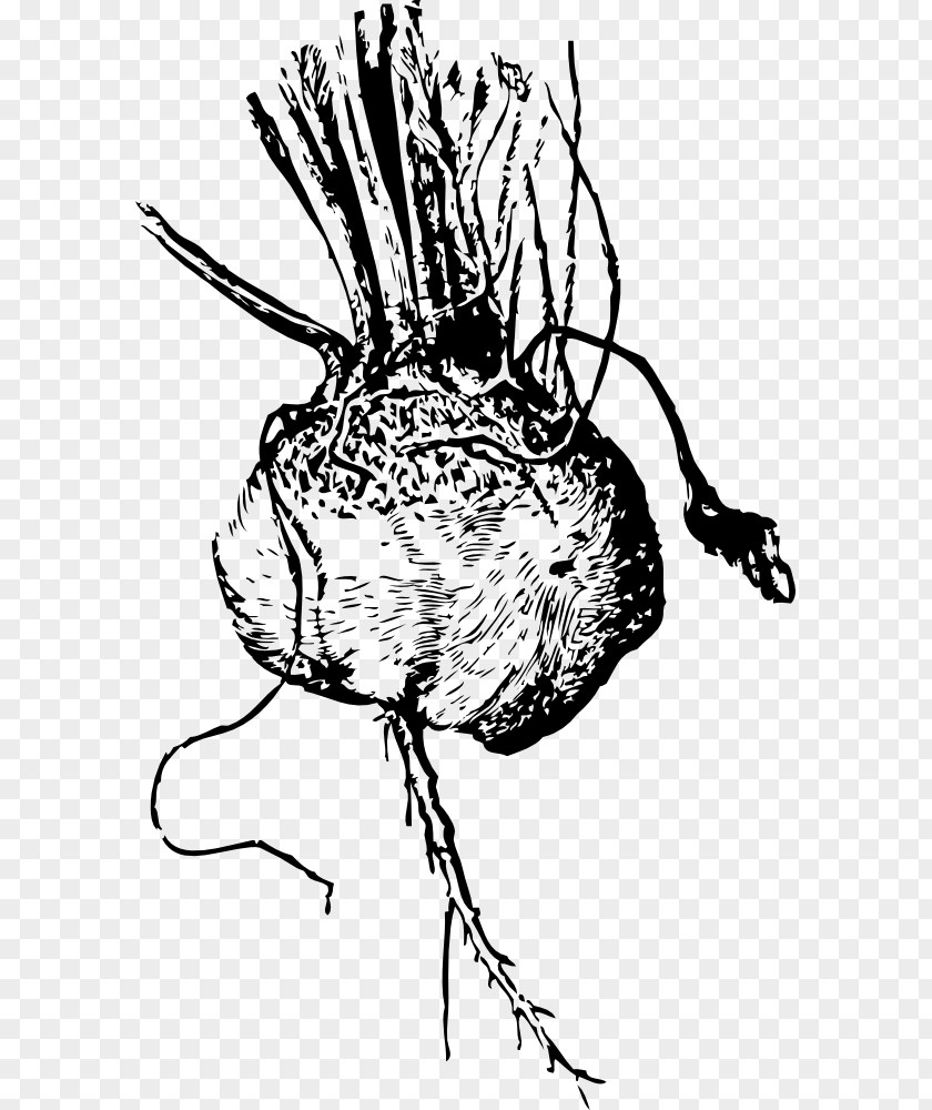Vegetable Beetroot Clip Art PNG