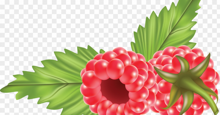 Raspberry Clip Art Berries Jam PNG