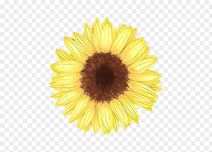 Daisy Family Asterales Sunflower PNG