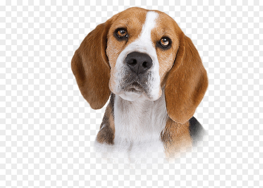 Dogs Beagle-Harrier English Foxhound Finnish Hound American PNG