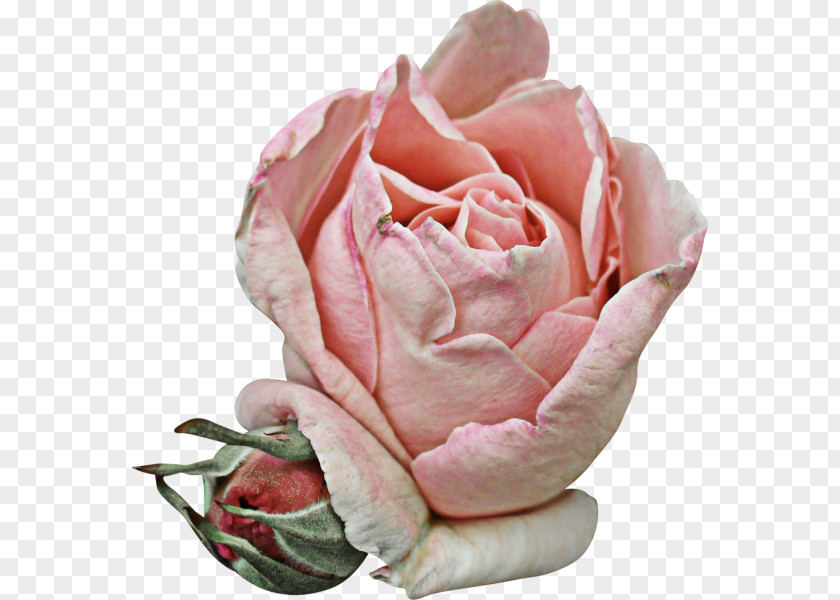Flower Garden Roses Cabbage Rose Petal Pink PNG