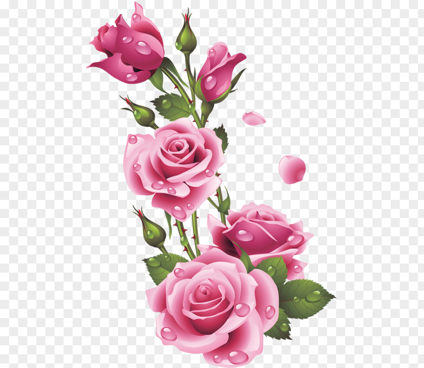 Flower Garden Roses Floral Design Pink Centifolia PNG