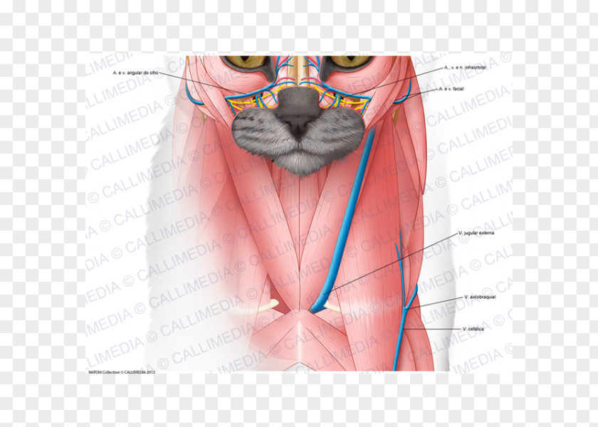 Heart Human Anatomy Head And Neck Nervous System PNG