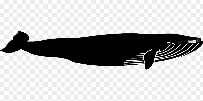 Whale Fin Drawing Marine Mammal Cetacea Blue Vertebrate PNG