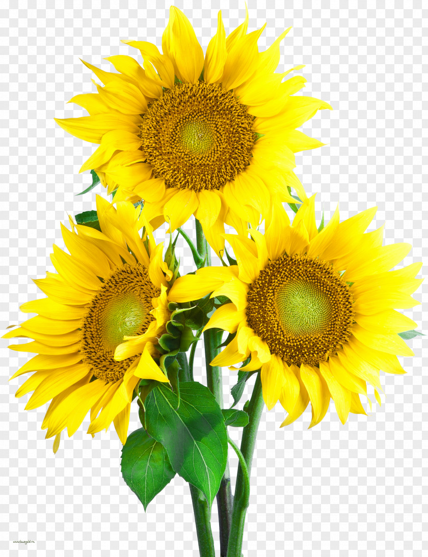 Wheat Clip Art Common Sunflower Download PNG