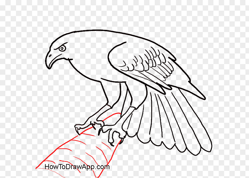 Bird Beak Bald Eagle Drawing PNG