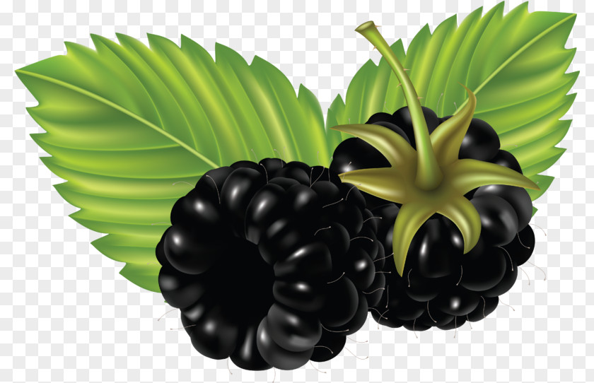 Blackberry Desktop Wallpaper Clip Art PNG