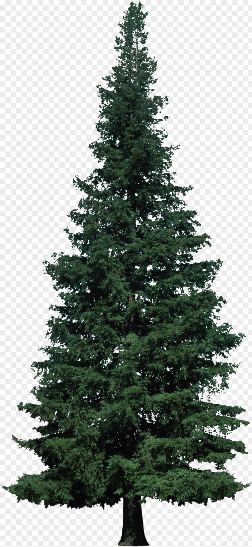 Bush Artificial Christmas Tree Balsam Hill PNG