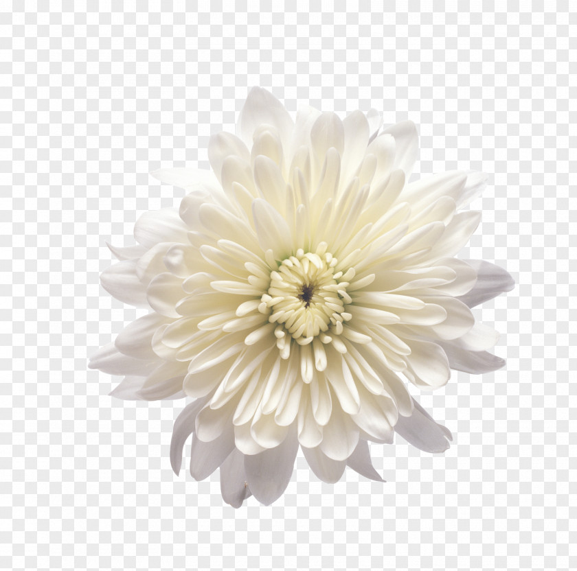 Chrysanthemum Petal Clip Art PNG